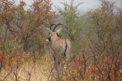 Hippotragus equinus equinus