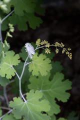 Macleaya