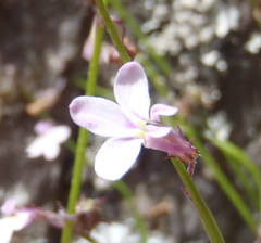 Lobelia patula