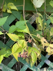 Rubus sachalinensis