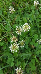 Trifolium repens