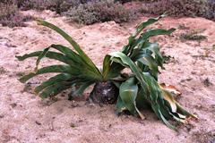 Boophone haemanthoides