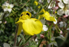 Hemimeris centrodes