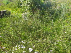 Podalyria microphylla