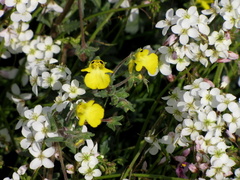 Hemimeris centrodes