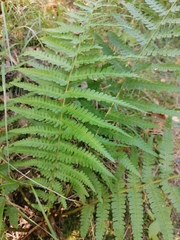 Dryopteris filix-mas