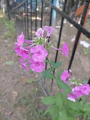 Phlox paniculata