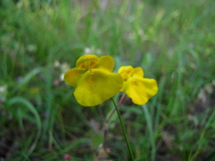 Hemimeris sabulosa