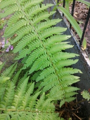 Dryopteris filix-mas
