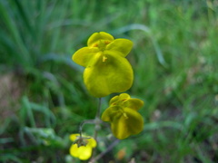 Hemimeris sabulosa