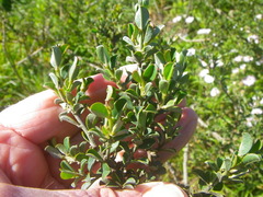 Podalyria microphylla