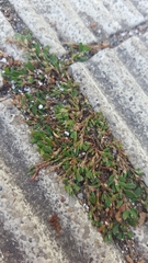 Polygonum arenastrum