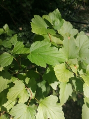 Physocarpus opulifolius