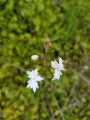 Lithophragma affine