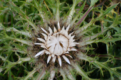 Carlina acaulis