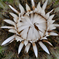 Carlina acaulis