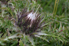 Carlina acaulis