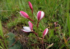 Hesperantha cucullata