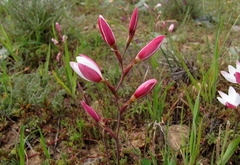 Hesperantha cucullata