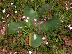 Hesperantha cucullata