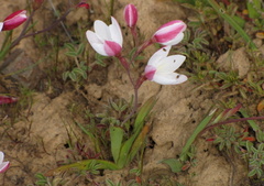 Hesperantha cucullata