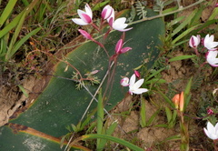 Hesperantha cucullata