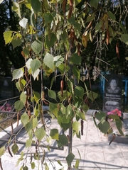 Betula pendula