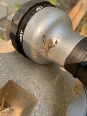 Leptoglossus