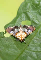 Aetholix flavibasalis