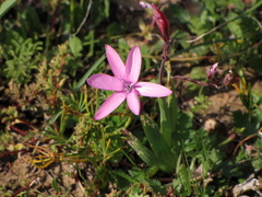 Hesperantha pauciflora