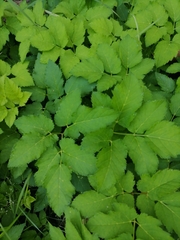 Aegopodium podagraria