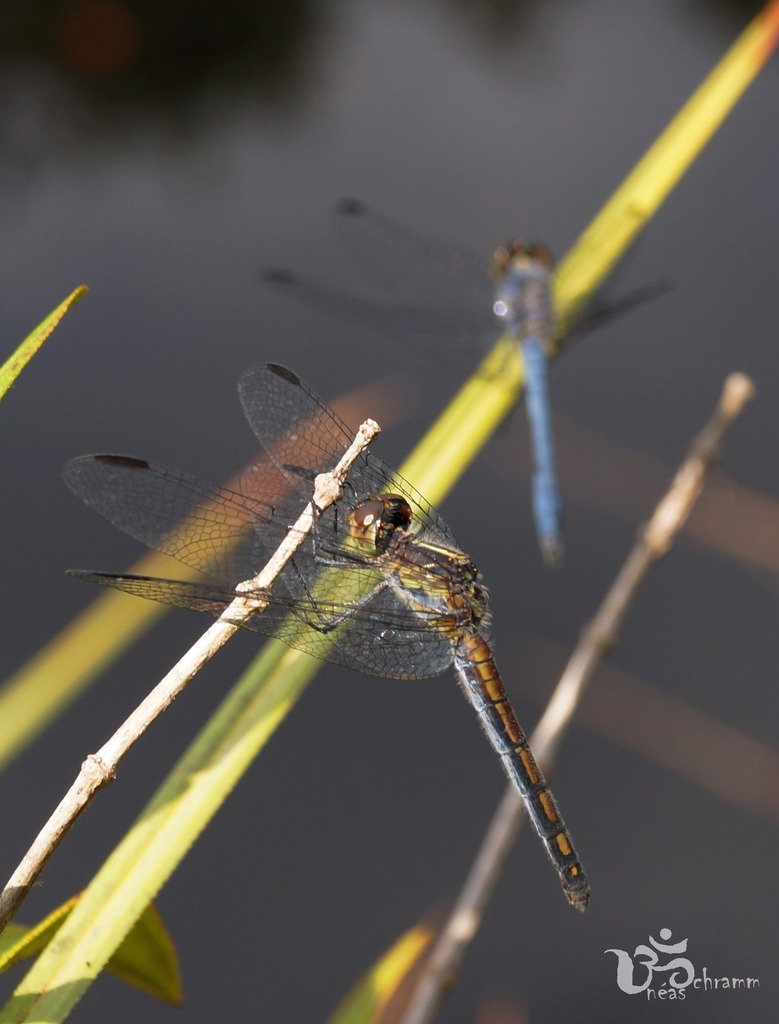 Micrathyria ungulata
