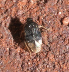 Pycnoderes