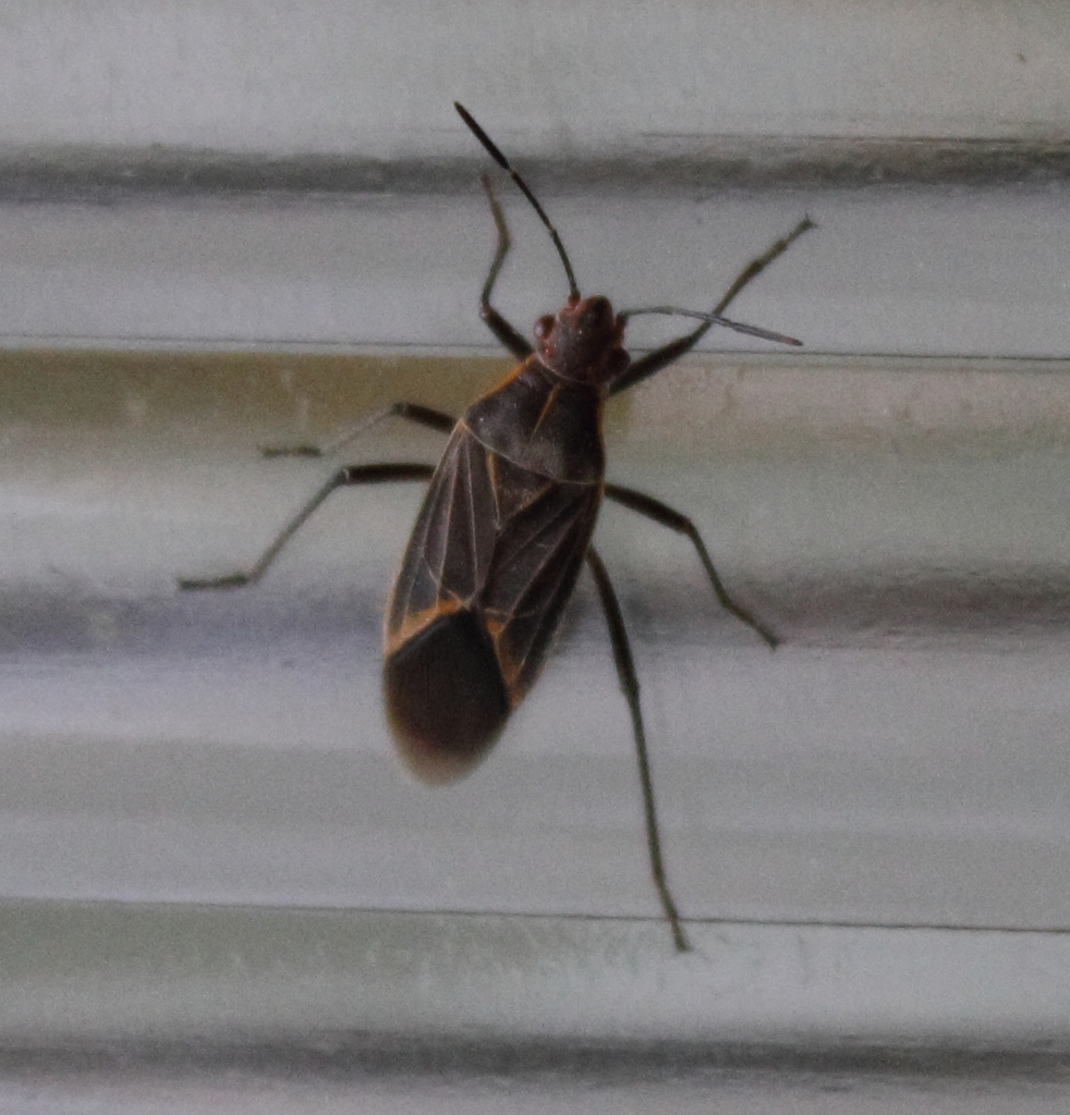 Boisea fulcrata
