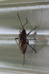 Boisea fulcrata fulcrata