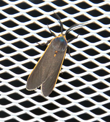 Euchaetes antica
