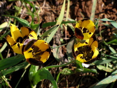 Hesperantha vaginata