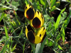 Hesperantha vaginata