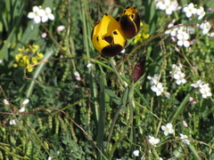 Hesperantha vaginata