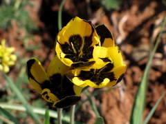 Hesperantha vaginata