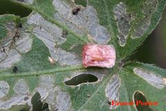 Aspidimorpha quadriremis