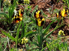 Hesperantha vaginata