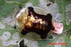 Aspidimorpha quadriremis