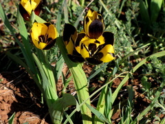 Hesperantha vaginata