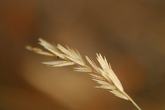 Elymus athericus