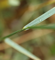 Elymus athericus