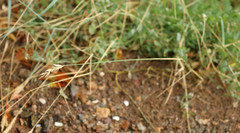 Elymus athericus