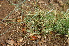 Elymus athericus