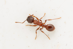 Myrmica schencki