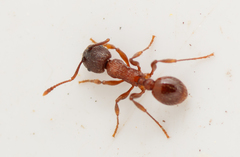 Myrmica schencki